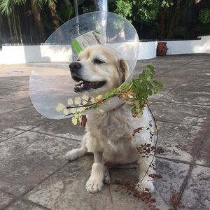 Meet your Posher, Kenny